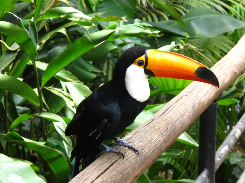Parque das Aves