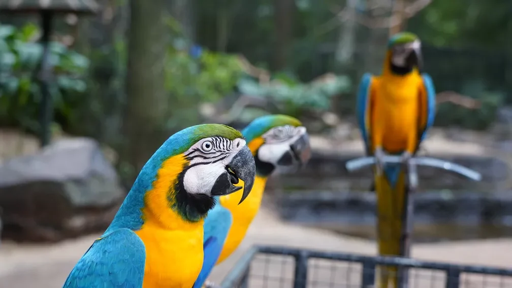 Bird Park